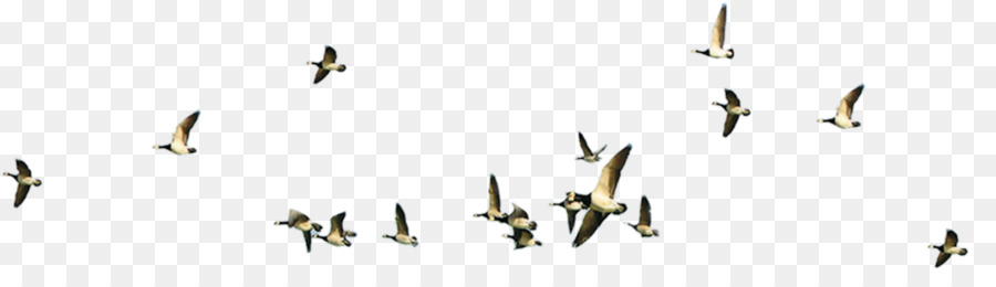 Bird Flight Flock - Flying bird png download - 1033*282 - Free Transparent Bird png Download.