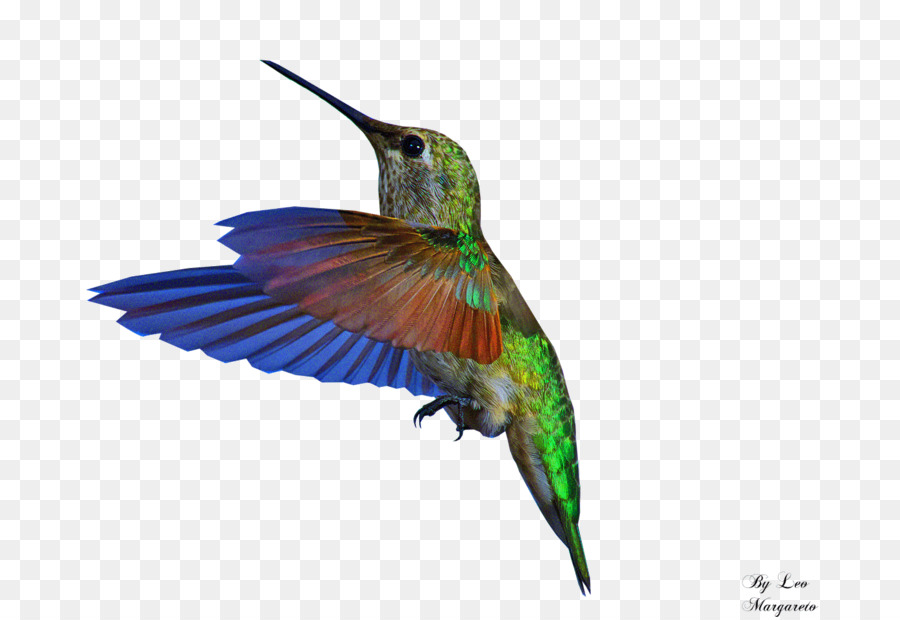 Bee hummingbird GIF Portable Network Graphics - Bird png download - 1400*960 - Free Transparent Hummingbird png Download.