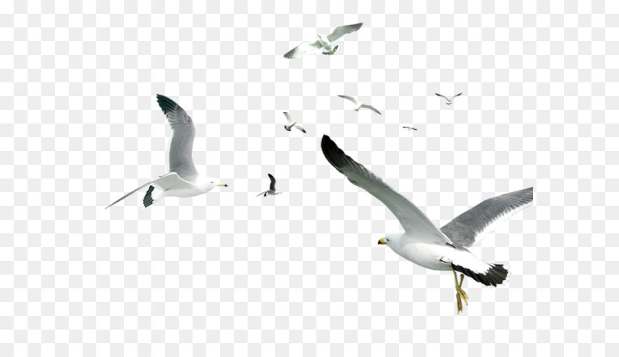Bird Gulls Computer graphics - Seabirds png download - 658*526 - Free Transparent Bird png Download.