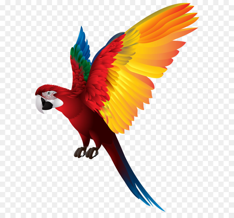 Red-breasted pygmy parrot Bird Clip art - Parrot PNG Transparent Clip Art Image png download - 6285*8000 - Free Transparent Bird png Download.