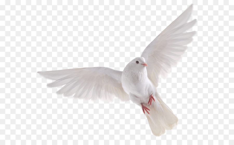 Bird Domestic pigeon Columbidae - Bird PNG png download - 1000*831 - Free Transparent Bird png Download.