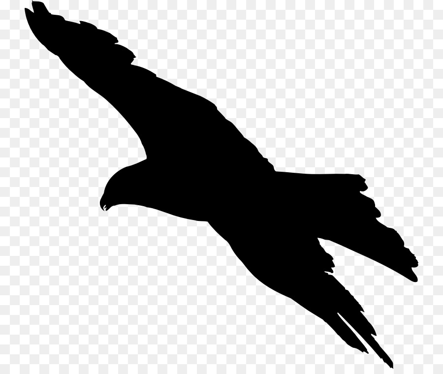 Bird flight Bird flight Bald Eagle Silhouette - Bird png download - 800*750 - Free Transparent Bird png Download.