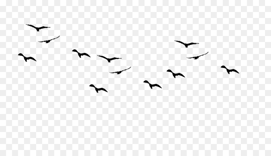 Bird flight Gulls Drawing birds Silhouette - Bird png download - 1167*657 - Free Transparent Bird png Download.