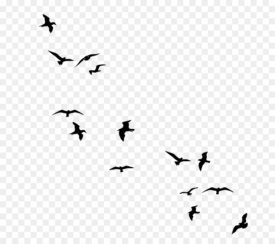 Drawing birds Silhouette - flock birds png download - 800*800 - Free Transparent Bird png Download.
