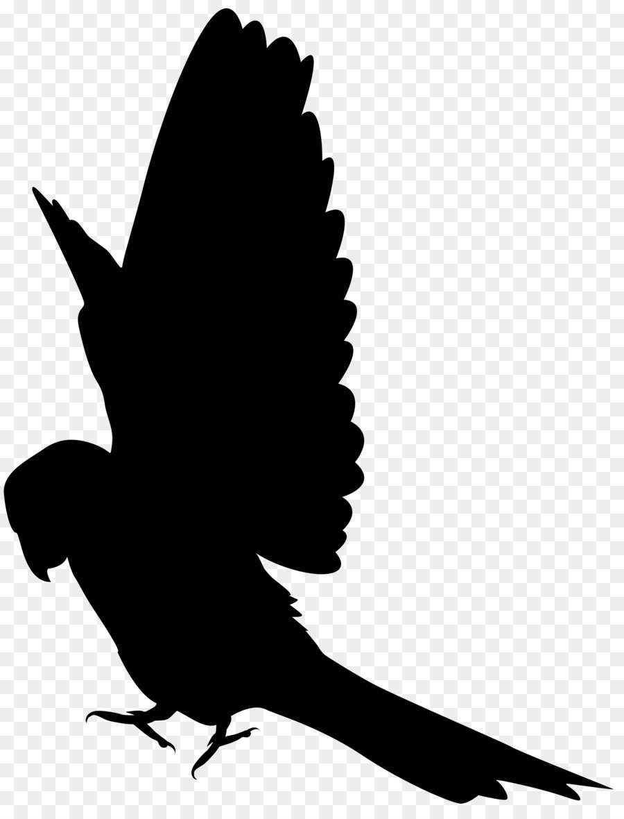 Parrot Bird Silhouette Clip art - parrot illustration png download - 6117*8000 - Free Transparent Parrot png Download.