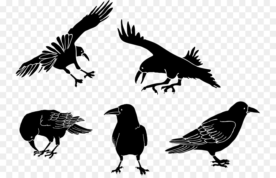 American crow Drawing Cartoon - crow png download - 800*576 - Free Transparent American Crow png Download.