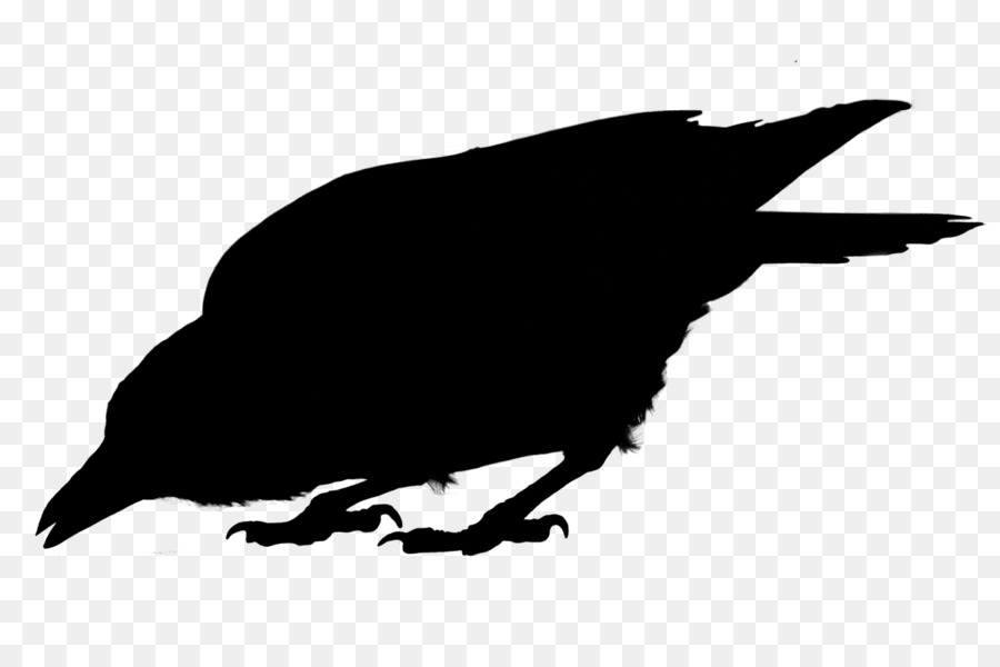 American crow Common raven Fauna Silhouette -  png download - 900*600 - Free Transparent American Crow png Download.