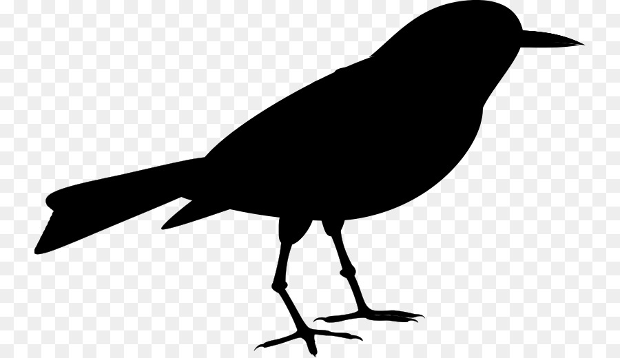 American crow Clip art Fauna Silhouette Common raven -  png download - 800*519 - Free Transparent American Crow png Download.