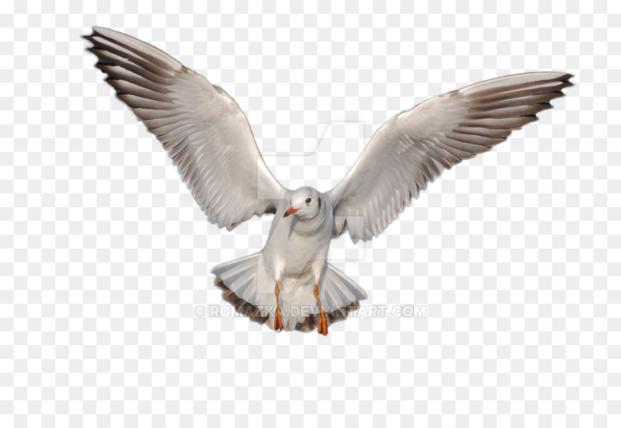 Gulls Bird Desktop Wallpaper - seagull png download - 900*603 - Free Transparent Gulls png Download.