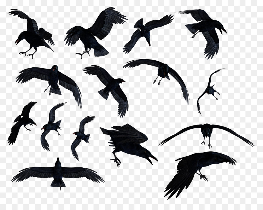 Common raven Bird Clip art - billiard png download - 2962*2320 - Free Transparent Common Raven png Download.
