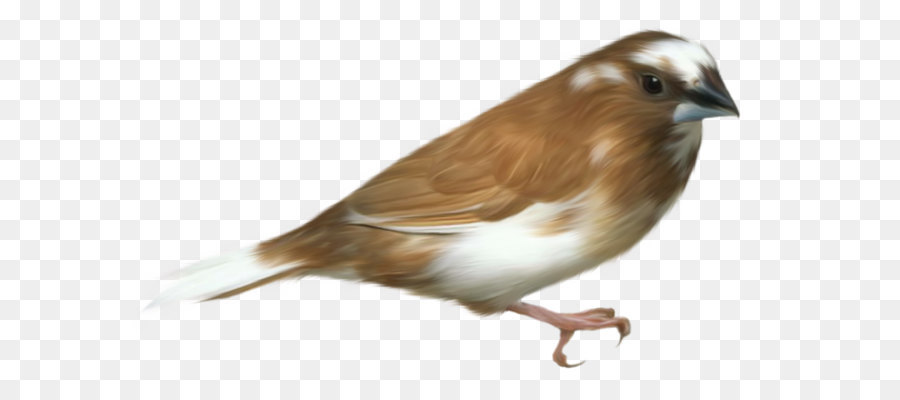 Bird Clip art - Small Brown Bird Transparent PNG Clipart Picture png download - 1445*867 - Free Transparent Bird png Download.