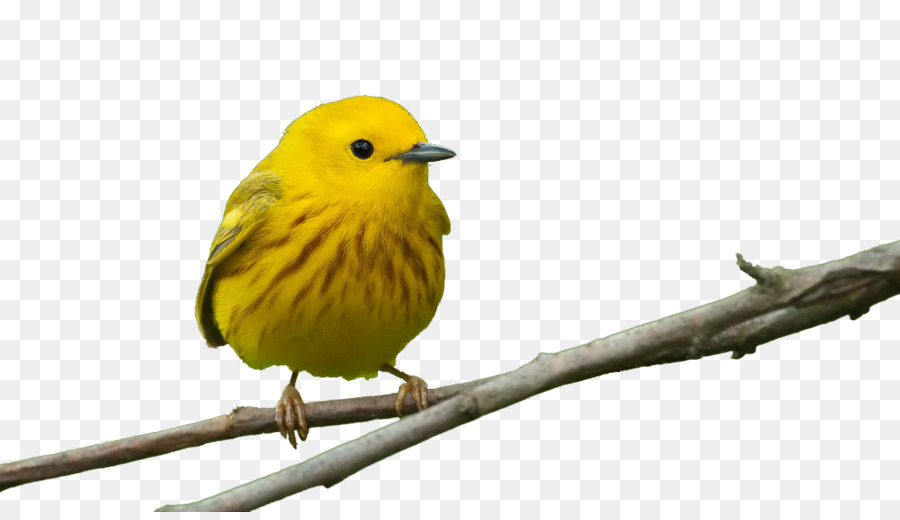 Bird Feeders Beak Window Finch - Yellow Birds png download - 1024*582 - Free Transparent Bird png Download.