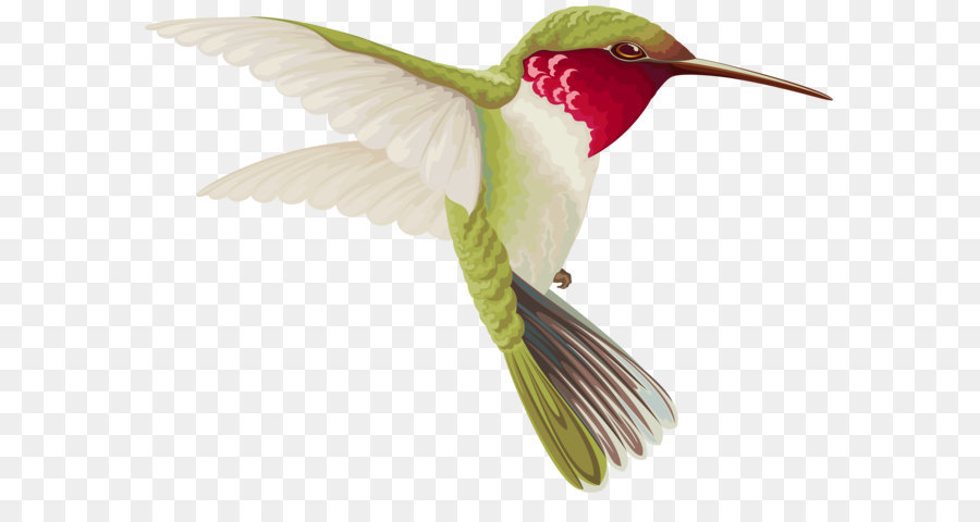 Hummingbird Clip art - Humming Bird Transparent Clip Art Image png download - 8000*5732 - Free Transparent Hummingbird png Download.