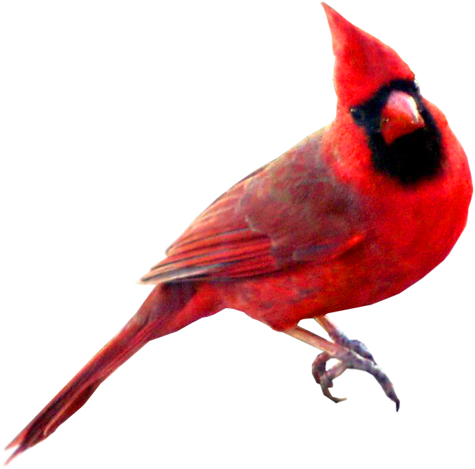 Bird St Louis Cardinals Northern Cardinal Swallow Symbol Watercolor