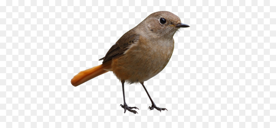Bird Icon - Bird PNG png download - 1920*1200 - Free Transparent Bird png Download.