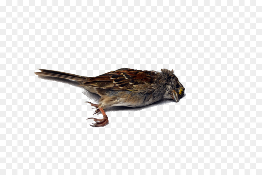 Bird Wren Death - dead png download - 6600*4371 - Free Transparent Bird png Download.