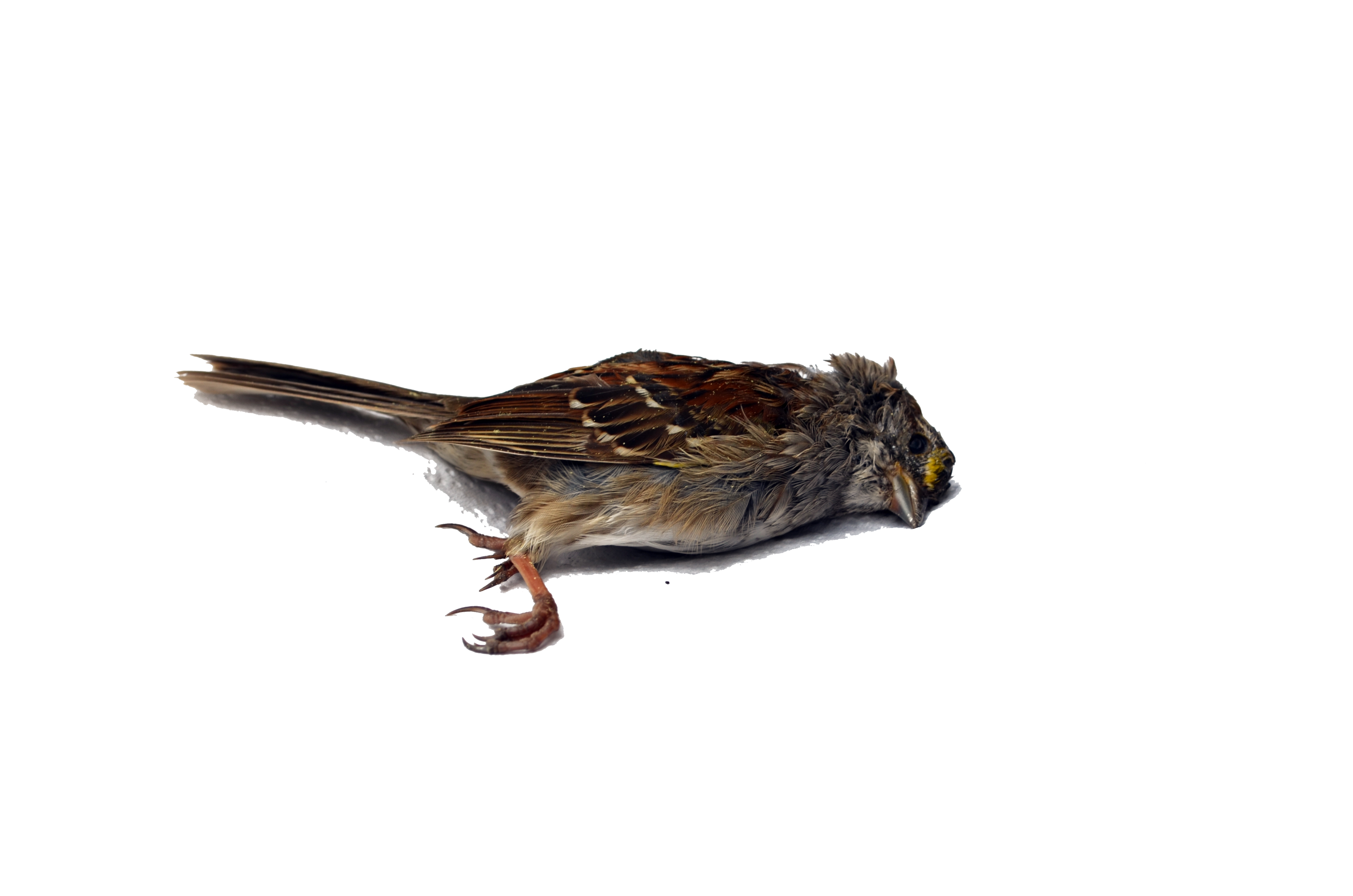 dead bird clipart flying