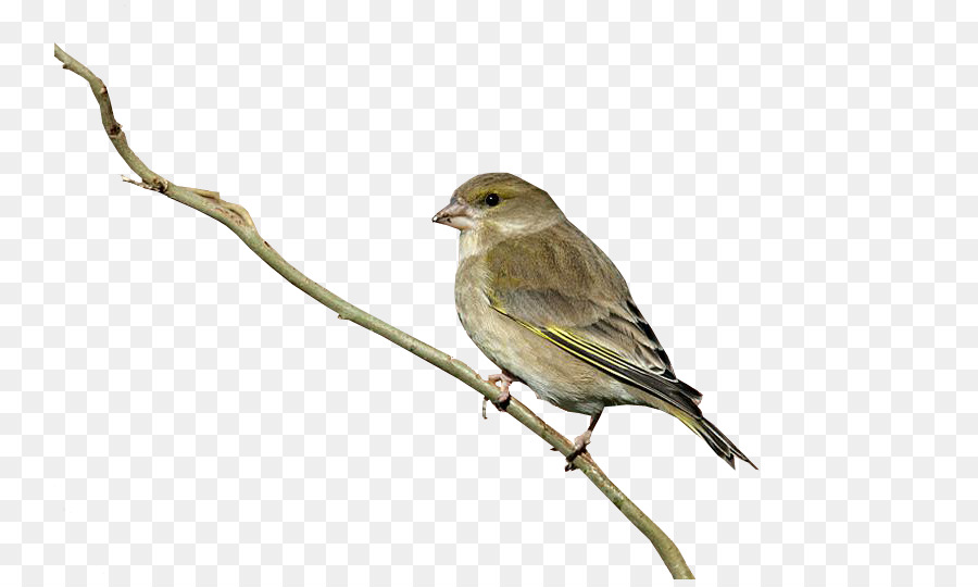 Bird House Sparrow Finch Columbidae - Standing on a branch sparrow png download - 800*533 - Free Transparent Bird png Download.