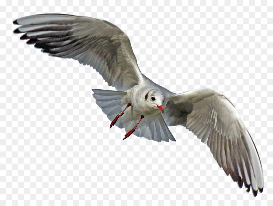 Gulls Seabird Portable Network Graphics Transparency - Bird png download - 960*719 - Free Transparent Gulls png Download.