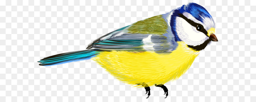 Bird Clip art - Bird Transparent PNG Clipart png download - 5104*2780 - Free Transparent Bird png Download.