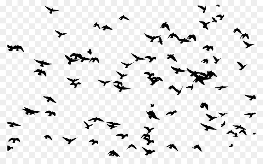 Bird flight Flock Bird flight Clip art - flock birds png download - 1000*611 - Free Transparent Bird png Download.