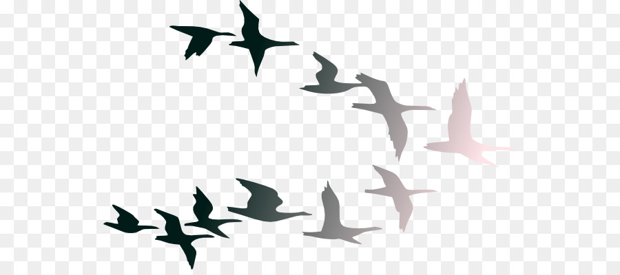 Bird flight Bird flight Clip art - spring silhouette cliparts png download - 600*392 - Free Transparent Bird png Download.