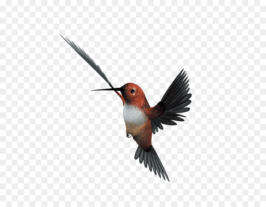 Hummingbird Flight Parrot - Flying bird png download - 1042*805 - Free Transparent Bird png Download.