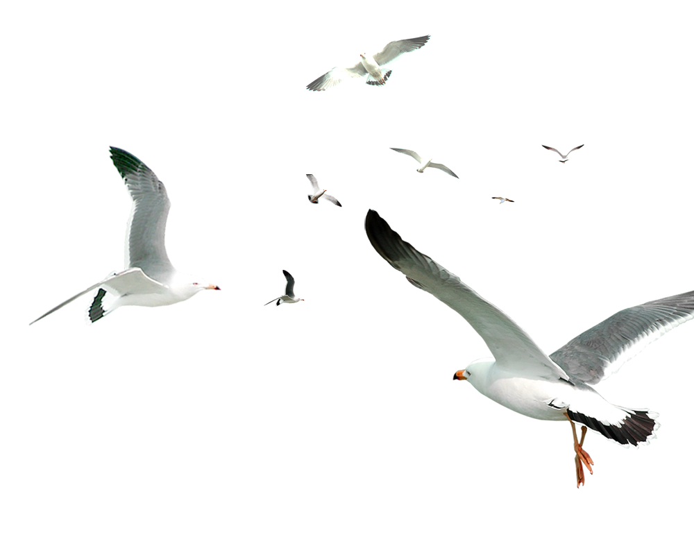 White Simple Birds Flying Material Png Download 1000800 Free