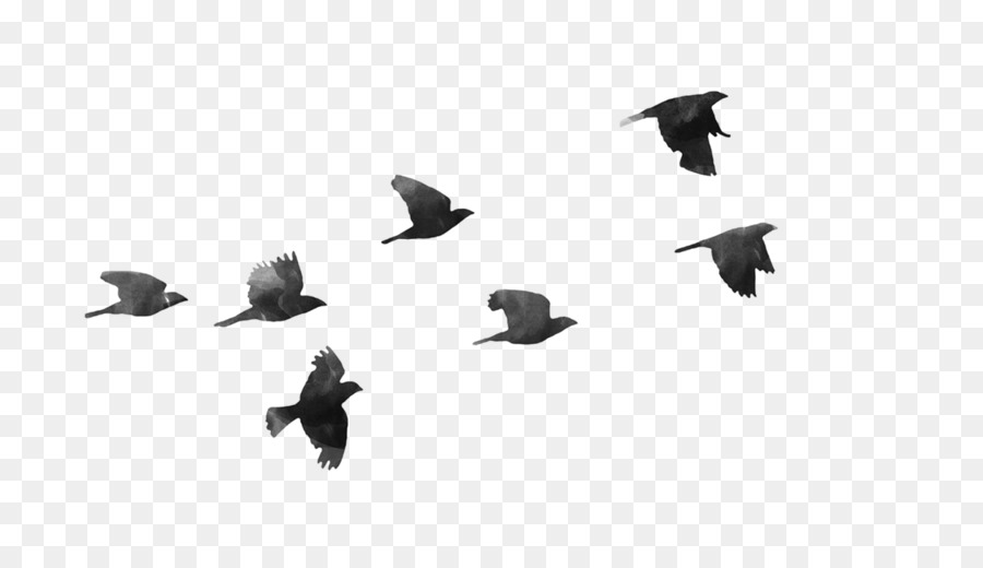 Bird flight Bird flight Clip art - Birds PNG Transparent Picture png download - 1600*900 - Free Transparent Bird png Download.