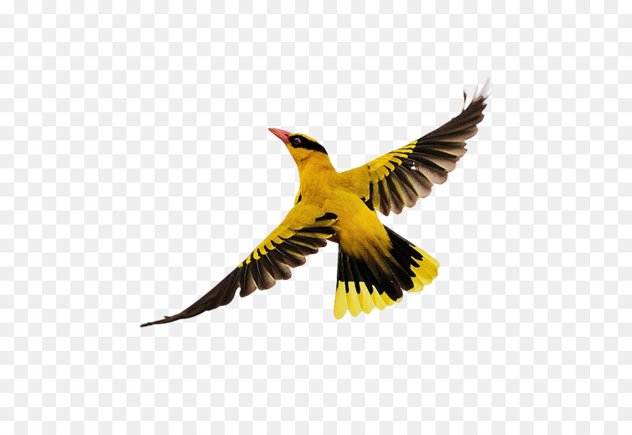 Bird Flight - Birds flying png download - 1024*683 - Free Transparent Bird png Download.