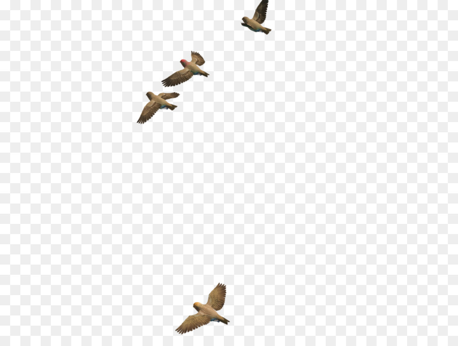 Bird Duck - Flying Bird PNG Transparent Image png download - 1024*768 - Free Transparent Bird png Download.