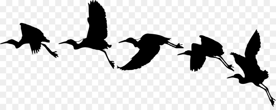 Bird flight Goose Archaeopteryx - birds vector silhouettes png download - 2318*902 - Free Transparent Bird png Download.