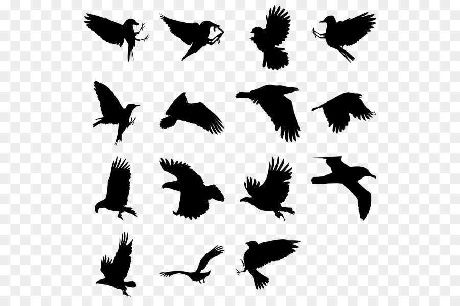 Bird Parrot Gulls Computer Icons - birds silhouette png download - 592*592 - Free Transparent Bird png Download.
