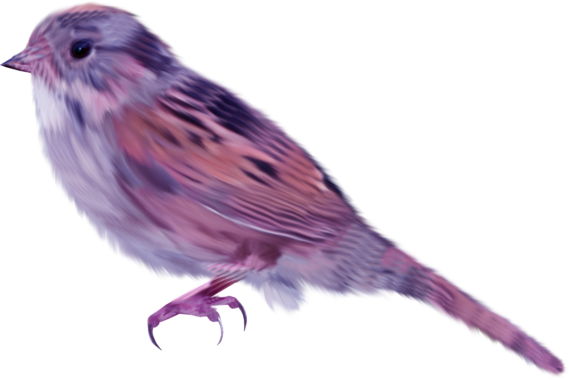 House Sparrow Bird Purple Birds Png Download 19001269 Free