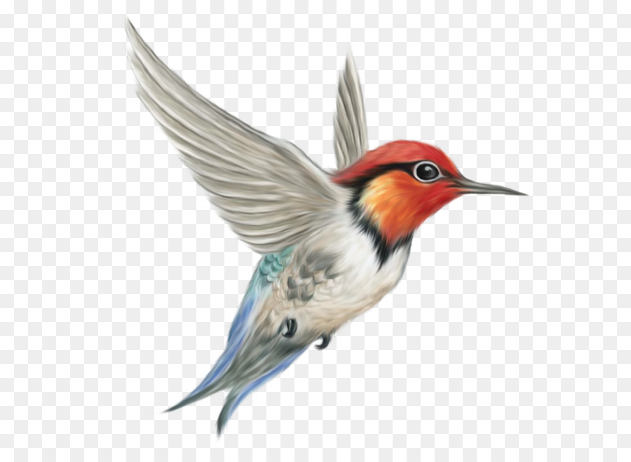 Hummingbird Clip art - Bird PNG png download - 1442*1422 - Free Transparent Bird png Download.