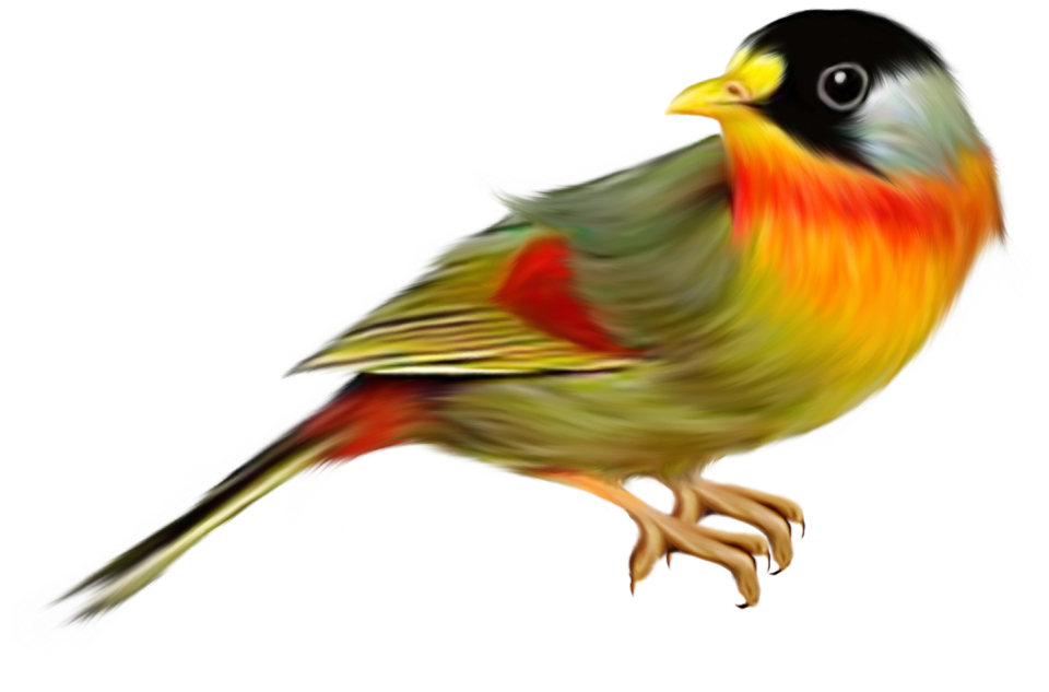 Bird Png Download 960633 Free Transparent Bird Png Download