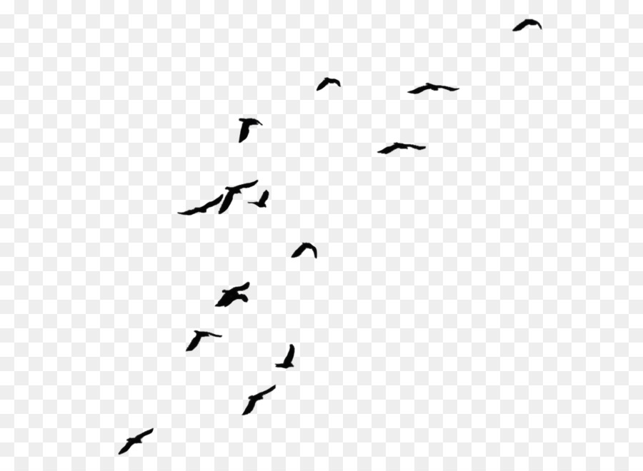 Crows Bird Flight Clip art - Bird PNG png download - 773*783 - Free Transparent Bird png Download.
