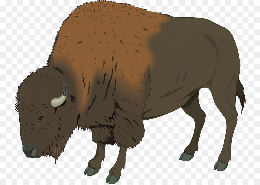 American bison Deer Clip art - Bison PNG Transparent Image png download - 800*636 - Free Transparent Buffalo png Download.