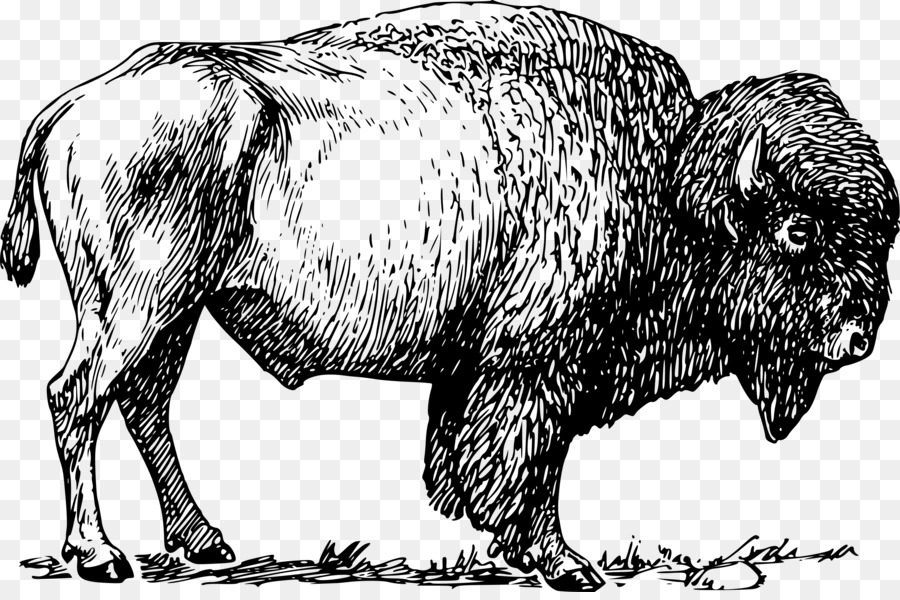 American bison Clip art - bison png download - 2400*1578 - Free Transparent American Bison png Download.