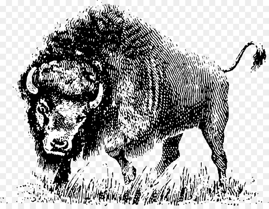 Water buffalo Royalty-free American bison Clip art - copyright png download - 1280*982 - Free Transparent Water Buffalo png Download.