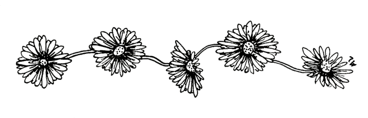 Black and white Drawing Flower - flower png download - 750*241 - Free