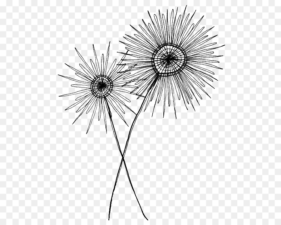 Drawing Black and white Sketch - Dandelion png download - 564*705 - Free Transparent Drawing png Download.