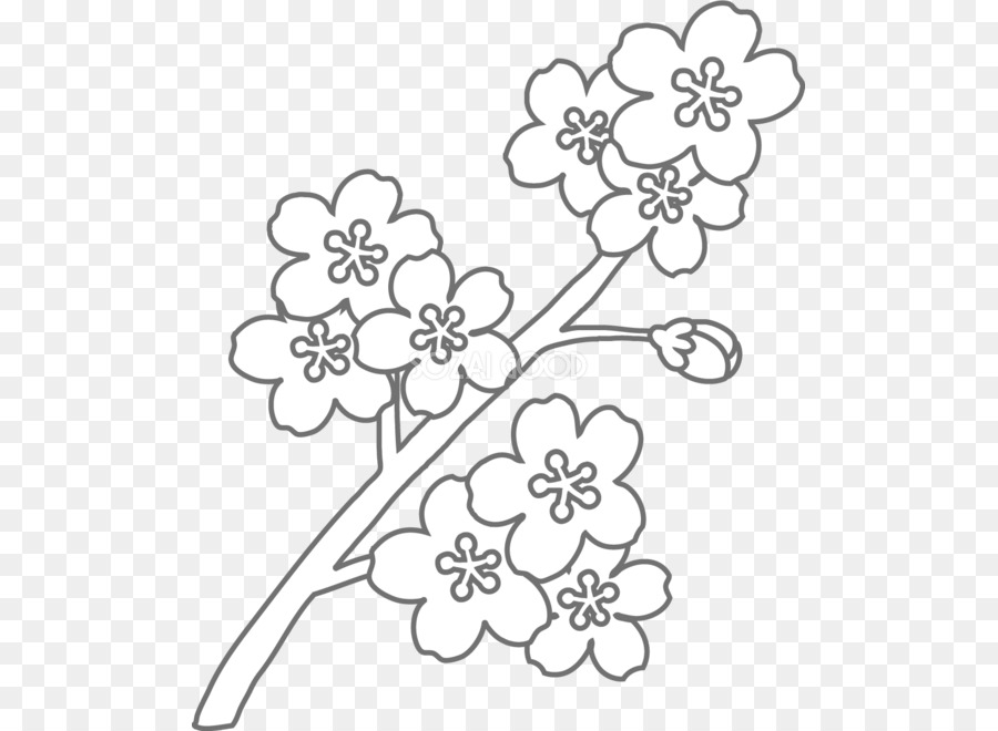 Coloring book Floral design Black and white - sakura flower png download - 553*660 - Free Transparent Coloring Book png Download.