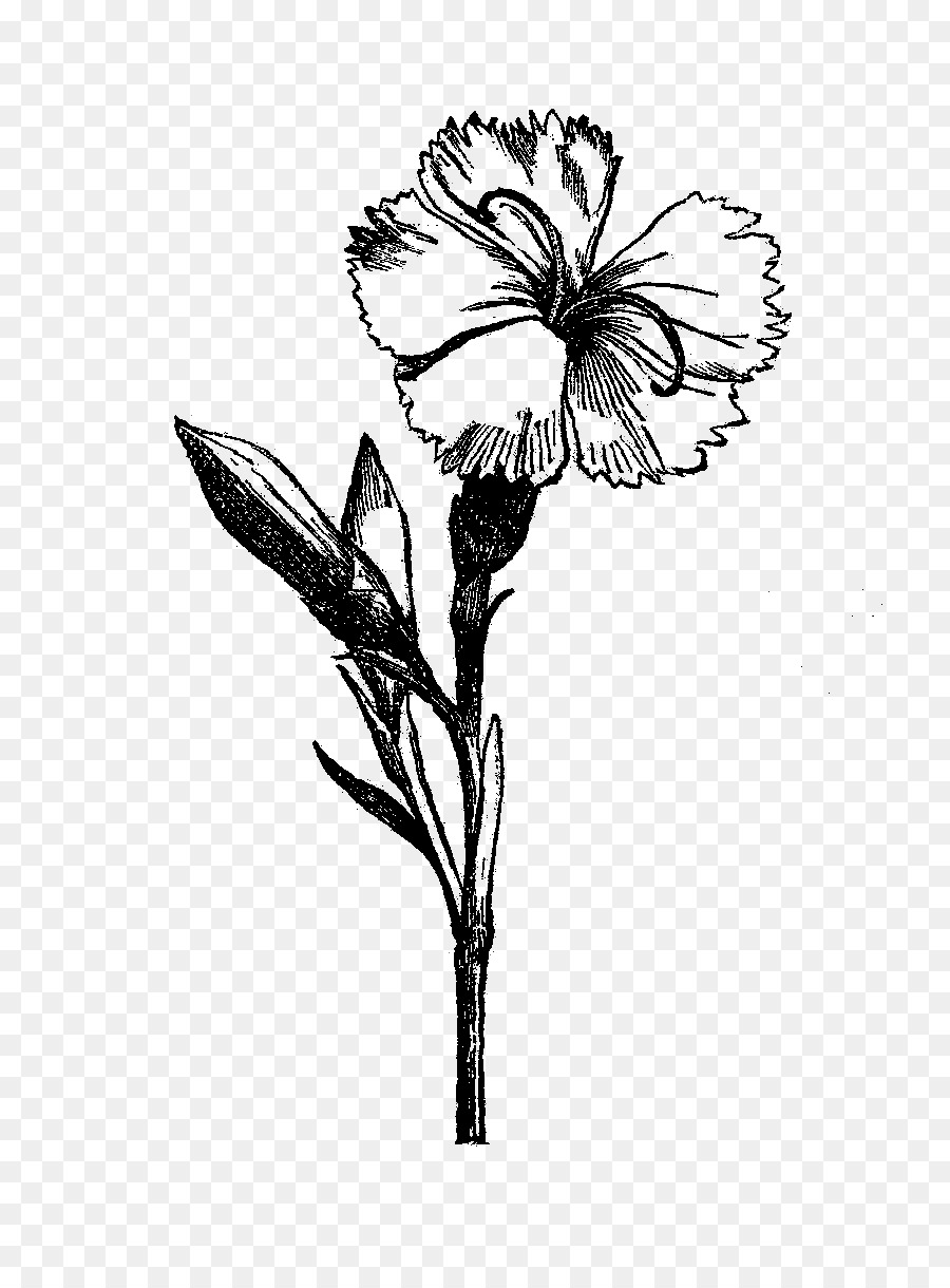 Flower Drawing Visual arts Black and white - botanical flowers png download - 835*1210 - Free Transparent Flower png Download.