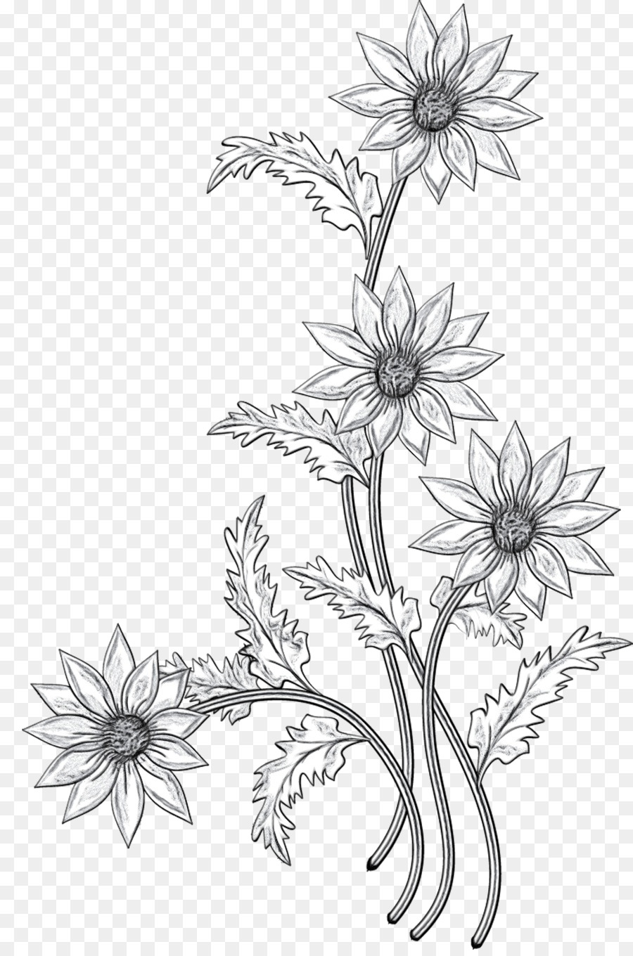 Floral design Cut flowers Black & White - M Sketch -  png download - 900*1351 - Free Transparent Floral Design png Download.