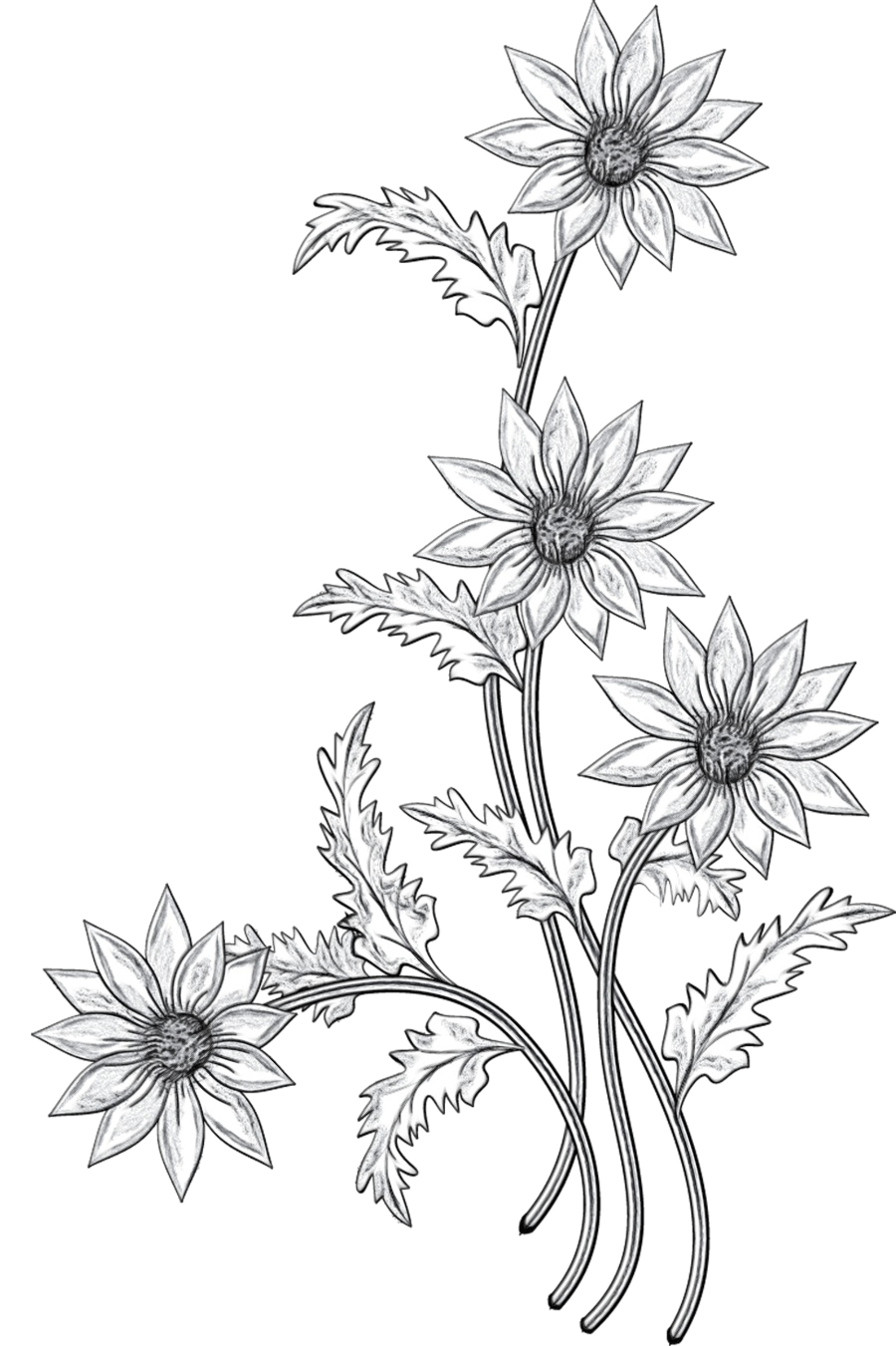 Floral Design Cut Flowers Black White M Sketch Png Download 900 1351 Free Transparent Floral Design Png Download Clip Art Library