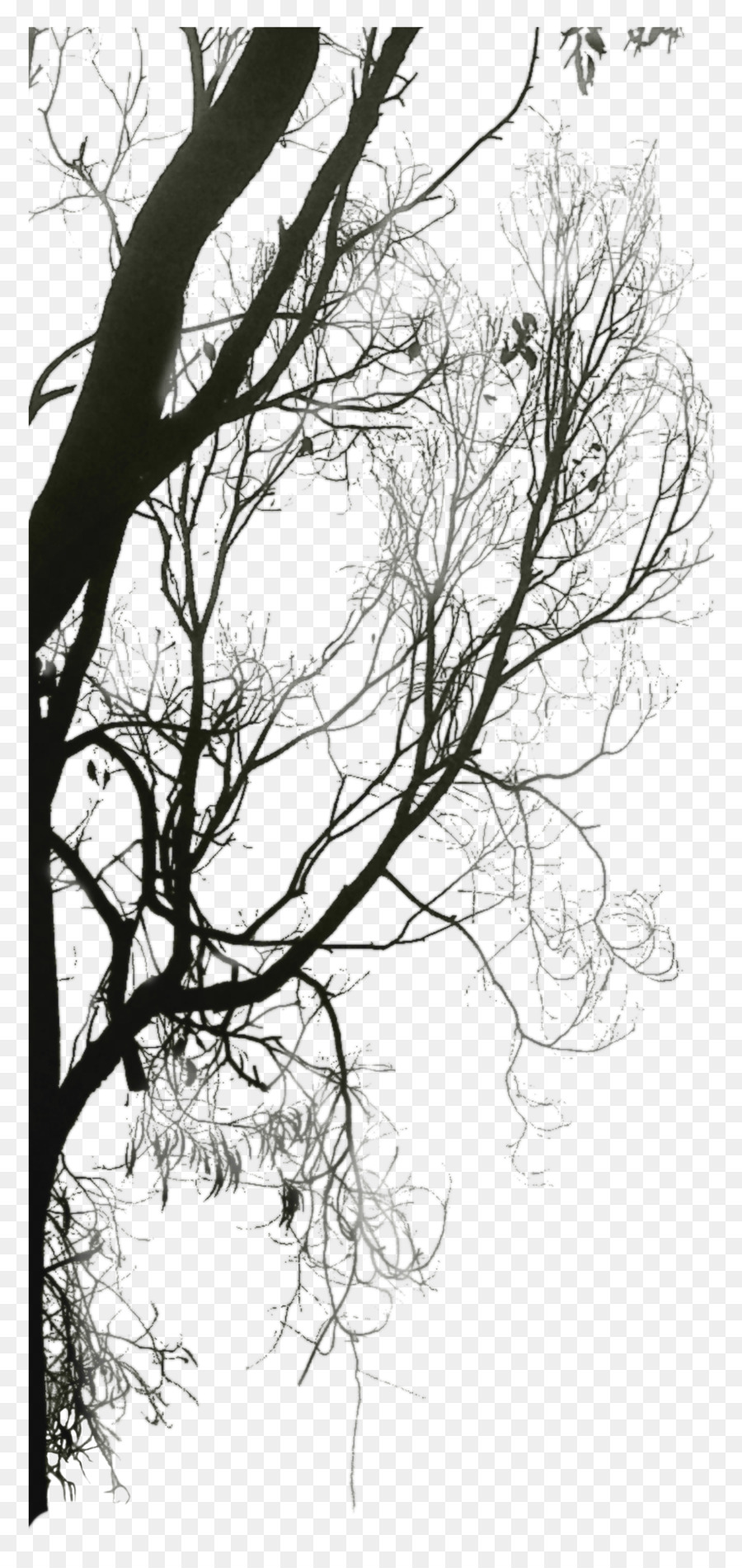 Black and white Twig Download Tree - Trees Silhouette png download - 1371*2876 - Free Transparent Black And White png Download.