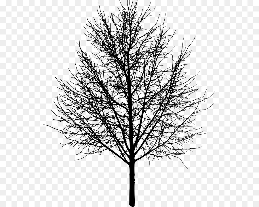 Tree Silhouette - Arbol Negro png download - 597*720 - Free Transparent Tree png Download.