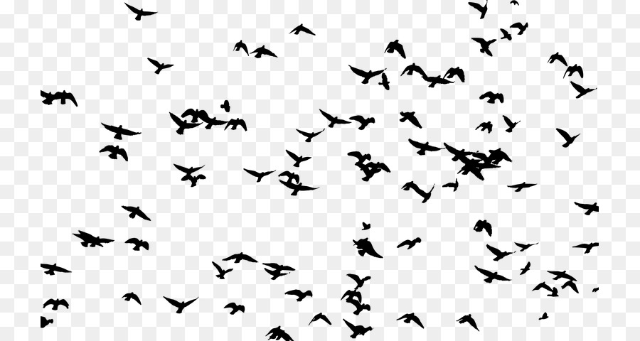 Frigatebird Flock Silhouette Clip art - Bird png download - 785*480 - Free Transparent Bird png Download.