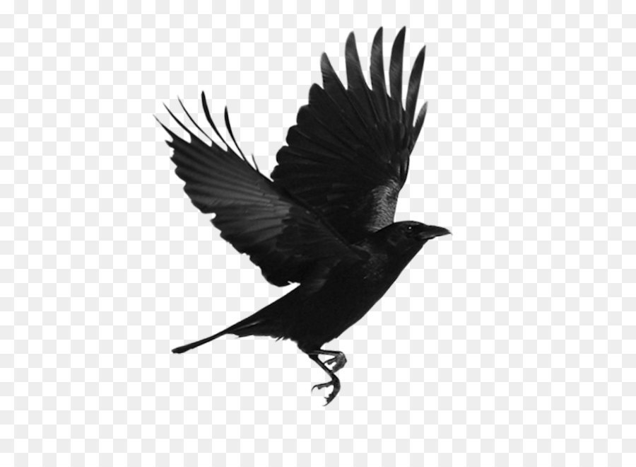 Black bird png download - 1000*1000 - Free Transparent American Crow png Download.